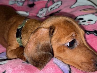 Purebred miniature dachshund