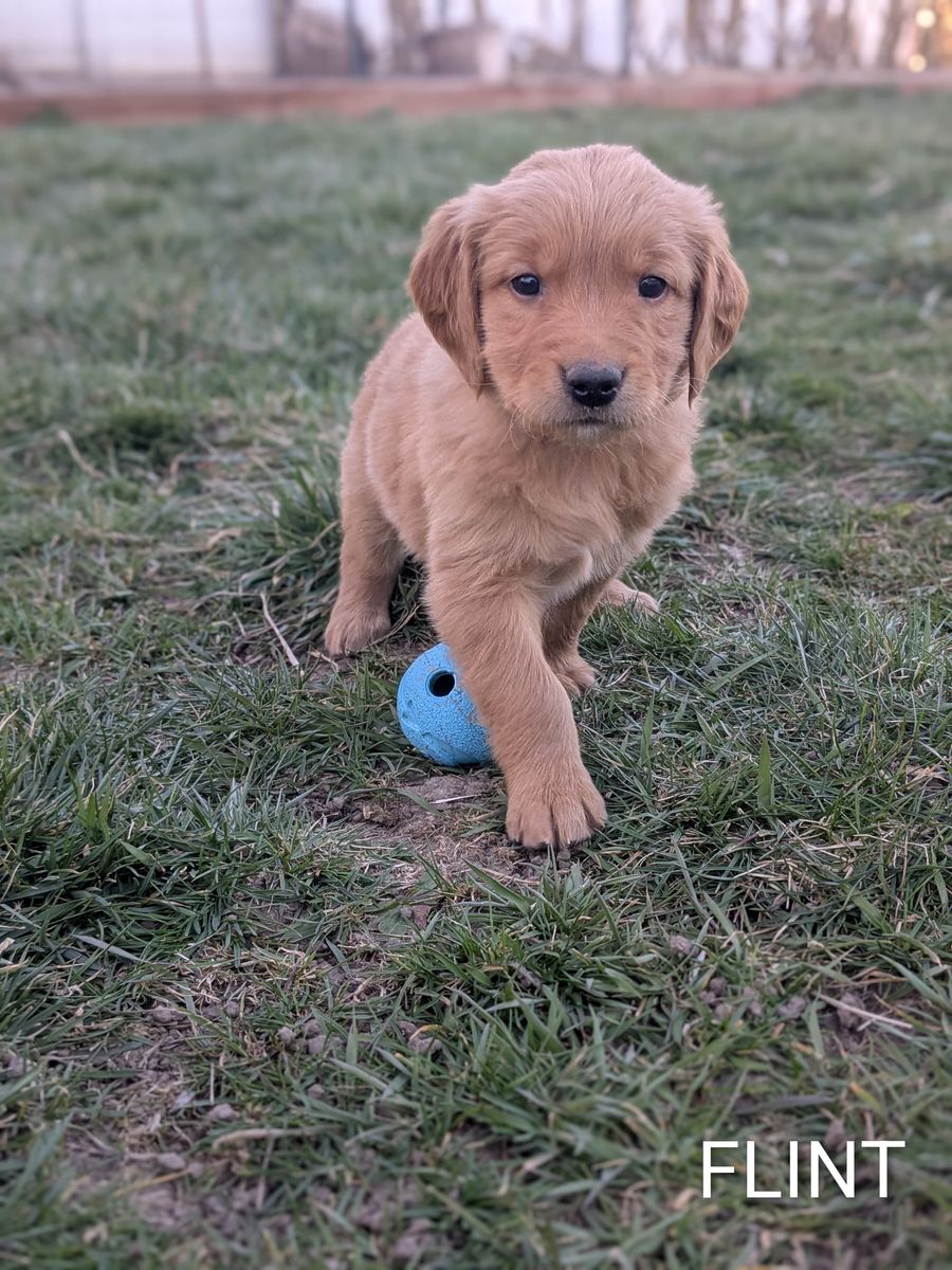 AKC Golden Retriever Puppies-Ready to Home Easter