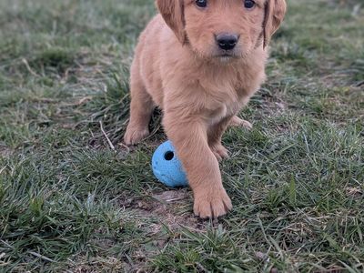 AKC Golden Retriever Puppies-Ready to Home Easter