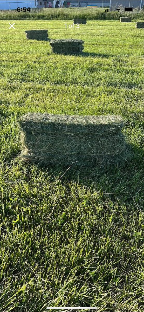Orchard grass hay