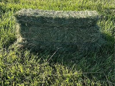 Orchard grass hay