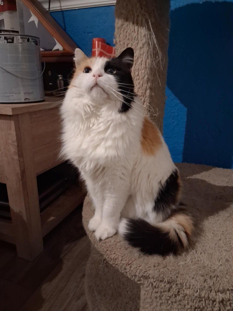 Female Calico Domestic Long Hair