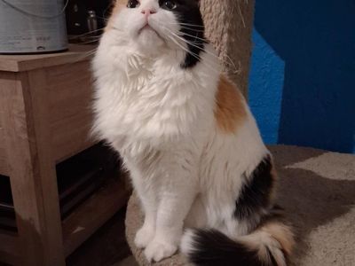 Female Calico Domestic Long Hair