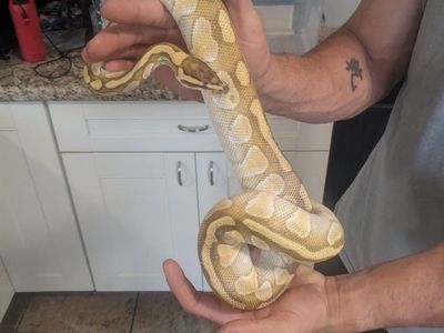 Ball pythons/ 1 albino Corn snake