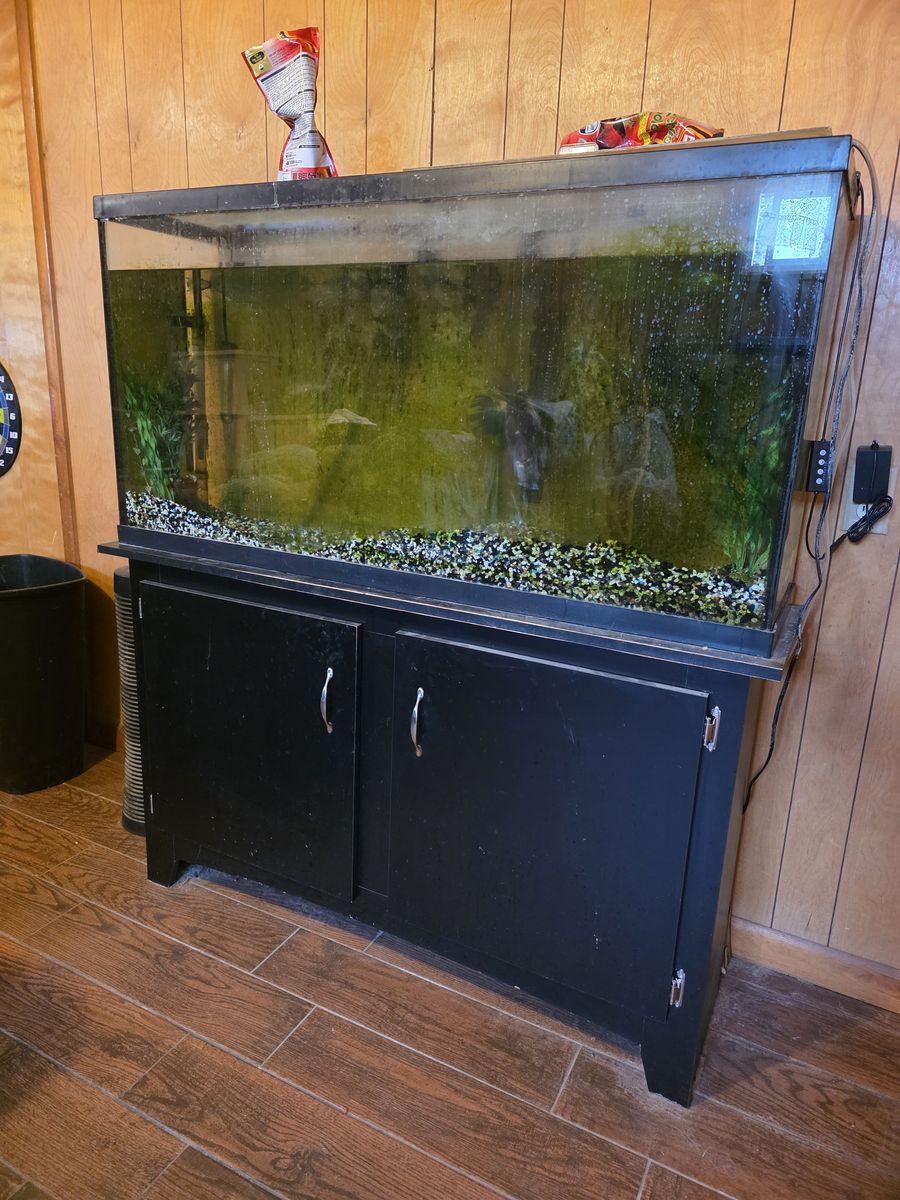 TWO 60 Gal Fish Tank