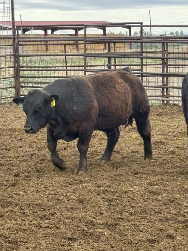 2 Yearling Maine X Sim Angus Bulls