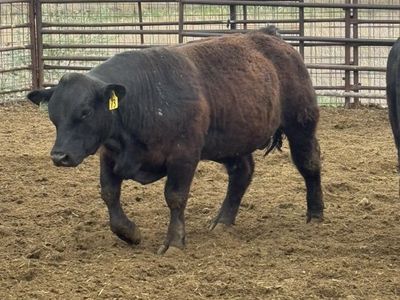2 Yearling Maine X Sim Angus Bulls