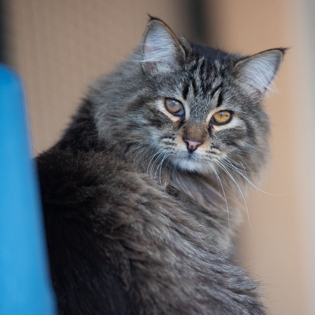 Hello my name is Wally