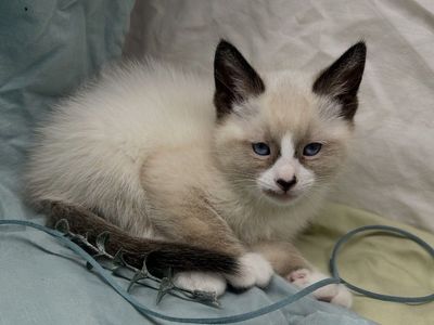 Adorable Ragdoll/Siamese Mix Kittens 8-Week-Old Female Kittens - Litter Trained, Socialized, Ready for Forever Homes