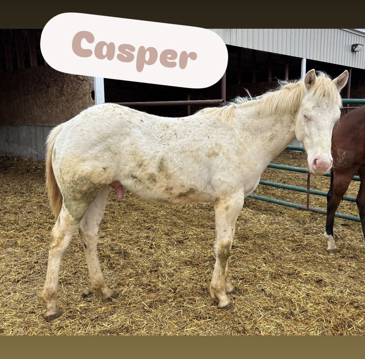 2025 Cremello AQHA Stud Colt "Casper"