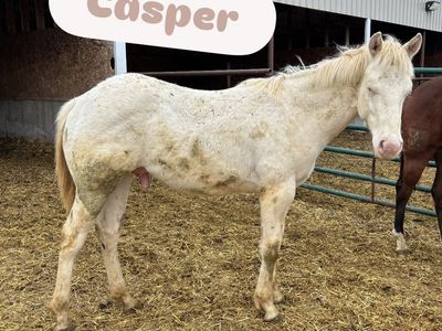 2025 Cremello AQHA Stud Colt "Casper"