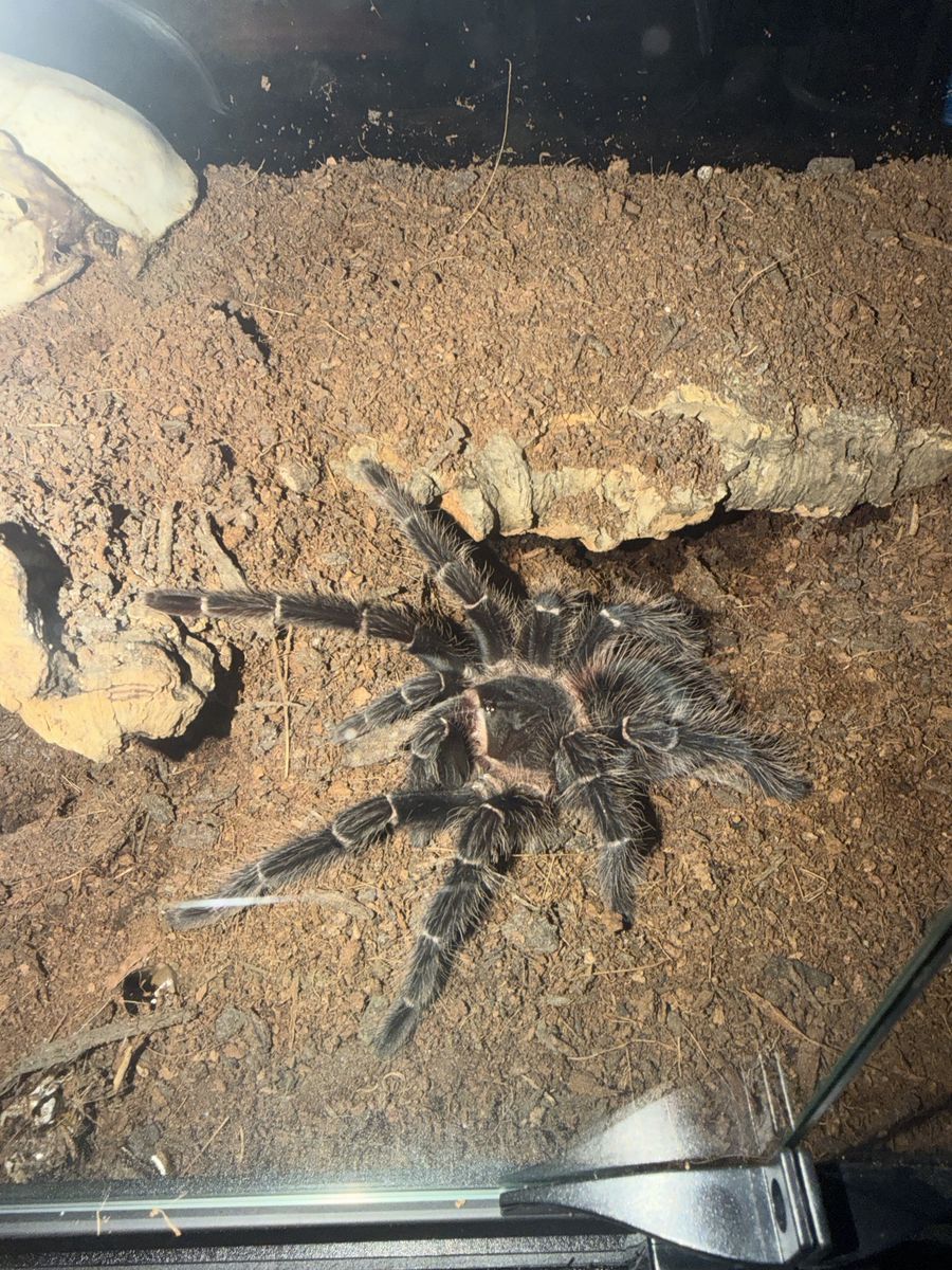 Adult female Pink Salmon Birdeater tarantula