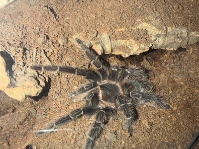 Adult female Pink Salmon Birdeater tarantula