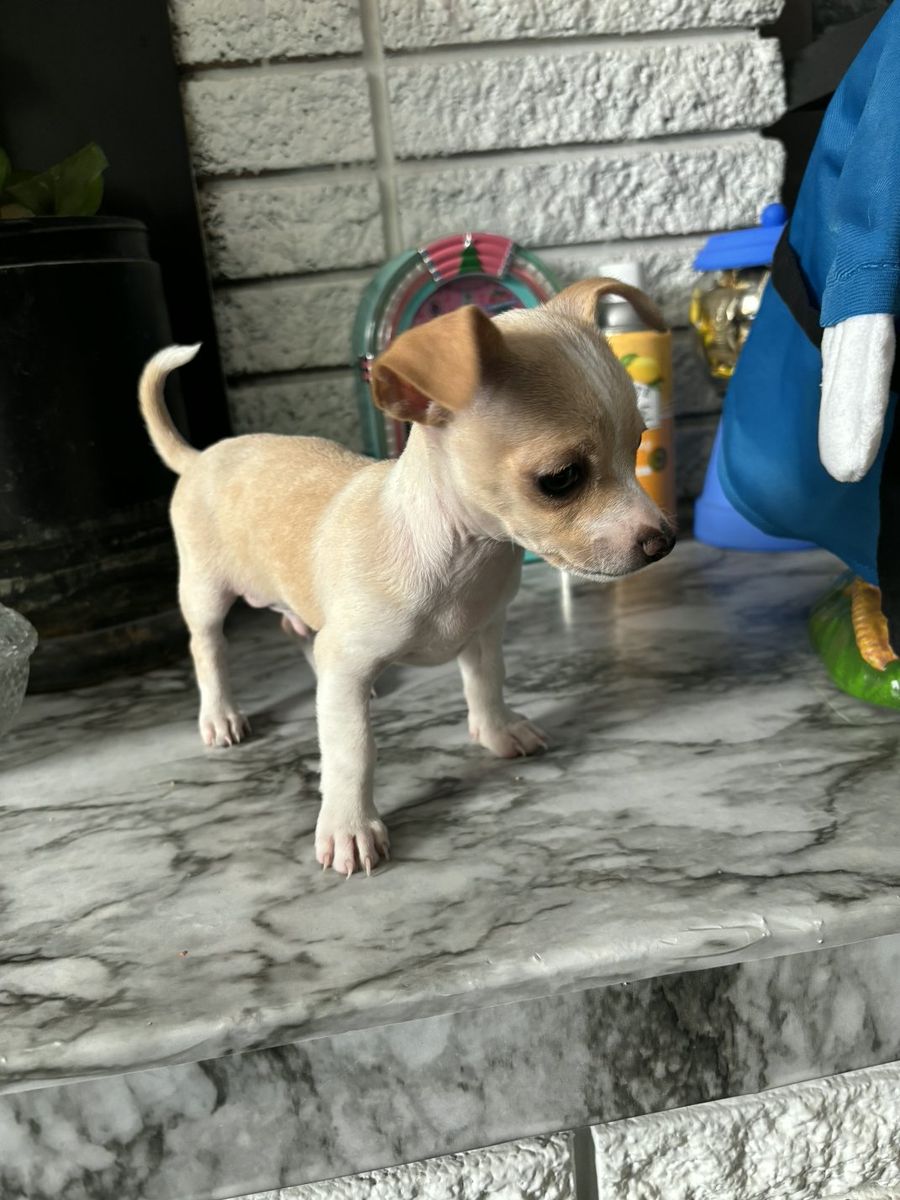 Chihuahua Puppy - Adorable Small Dog Ready for a New Home