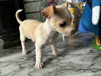 Chihuahua Puppy - Adorable Small Dog Ready for a New Home