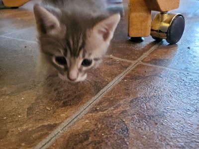 Beautiful Kittens