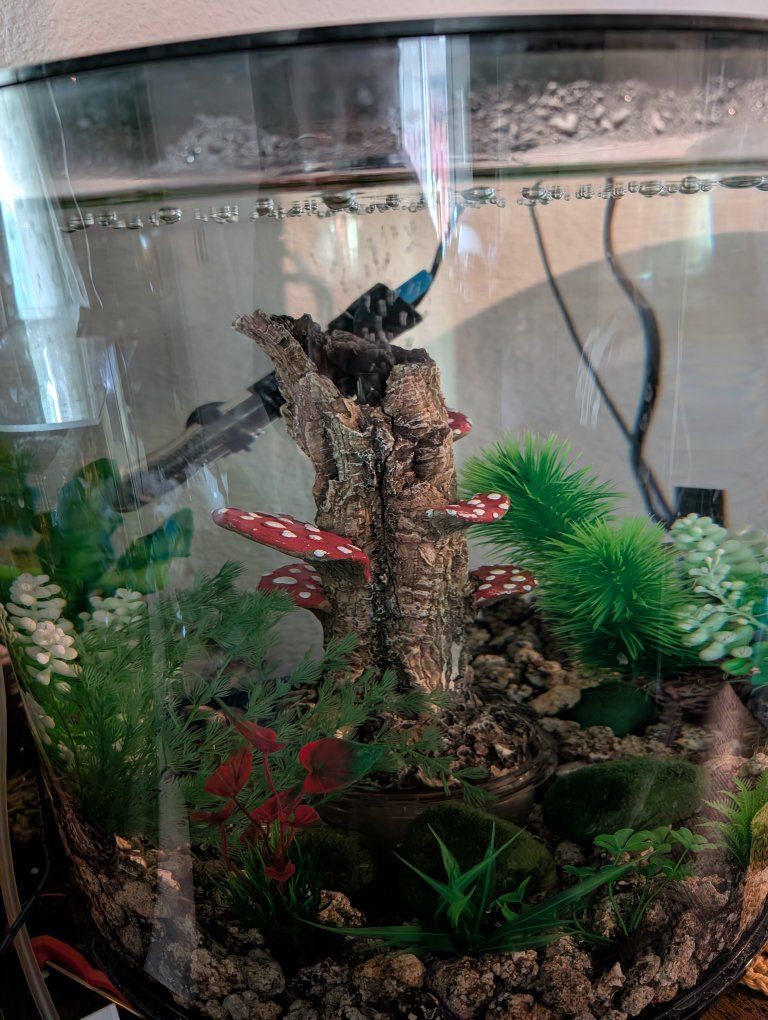 Acrylic Clylindrical Fish Tank Aquarium with Mushroom Decor