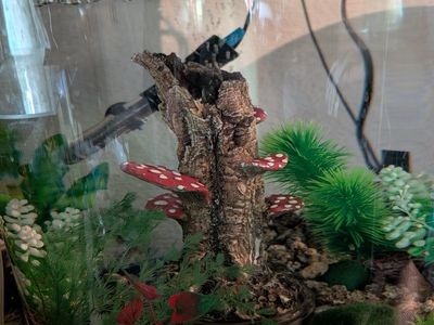 Acrylic Clylindrical Fish Tank Aquarium with Mushroom Decor