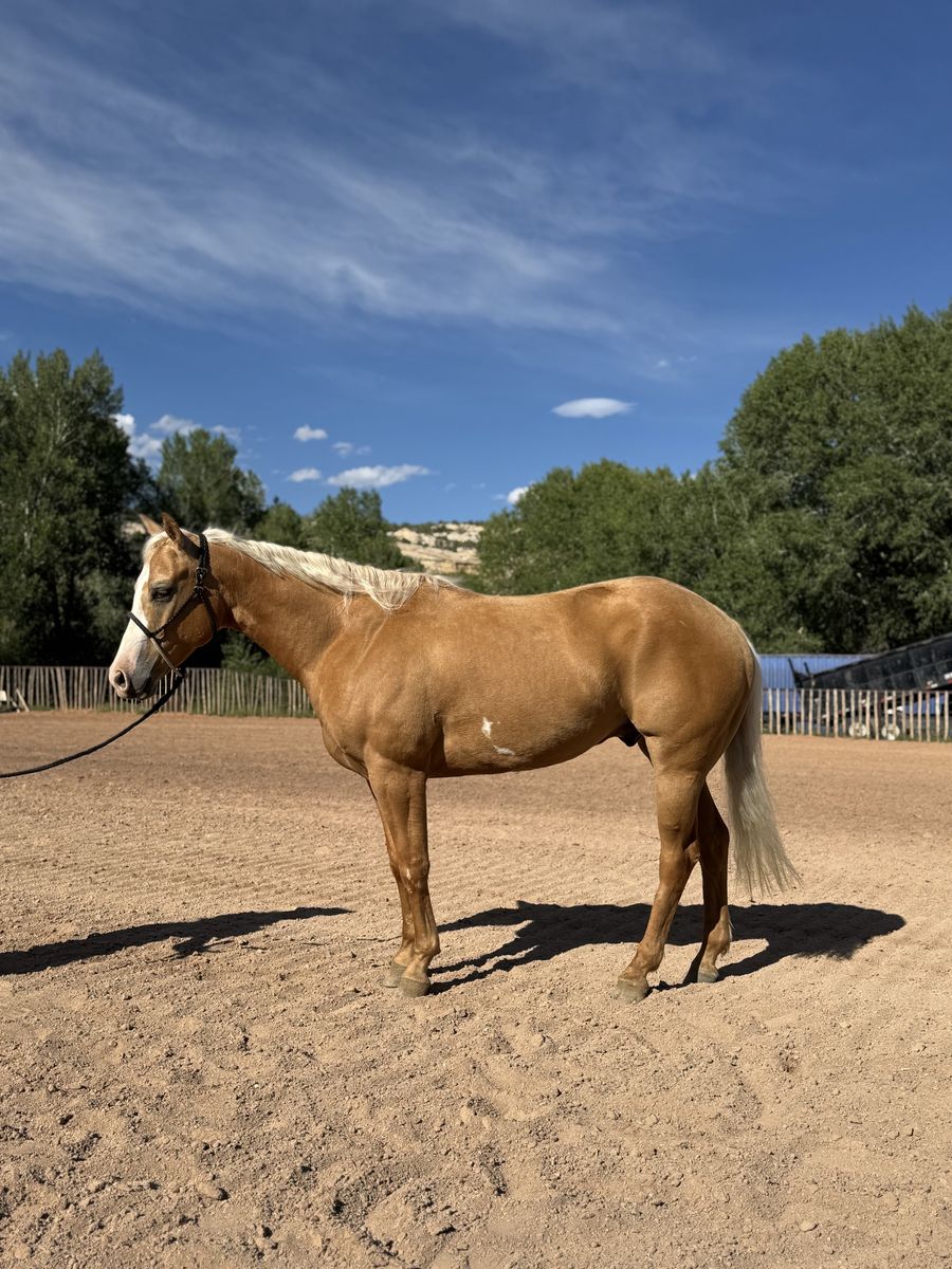 2022 Palomino Heel Horse | Ready to Haul