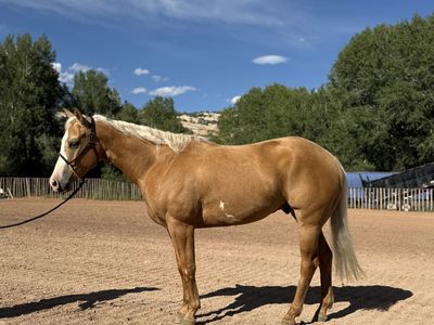 2022 Palomino Heel Horse | Ready to Haul