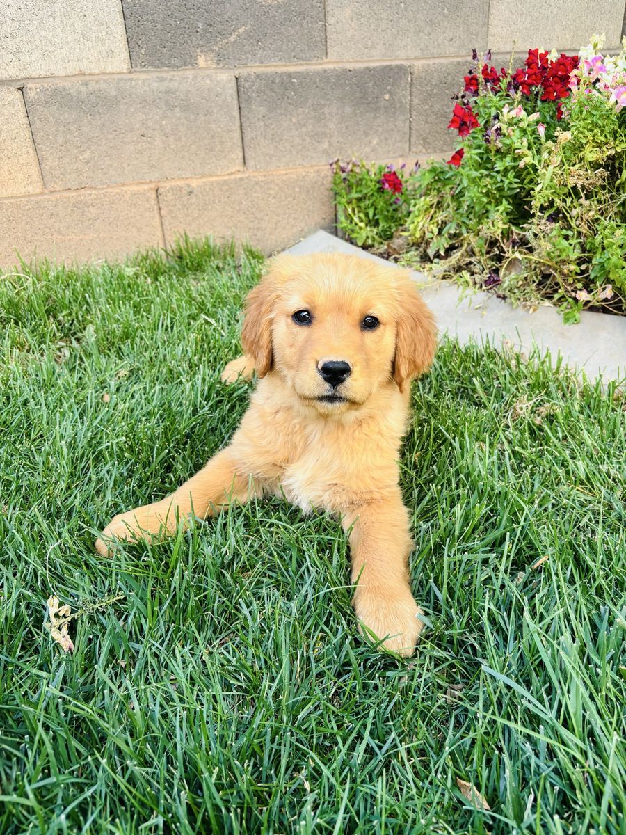 Beautiful AKC Golden Retriever Puppies
