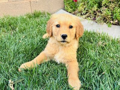 Beautiful AKC Golden Retriever Puppies
