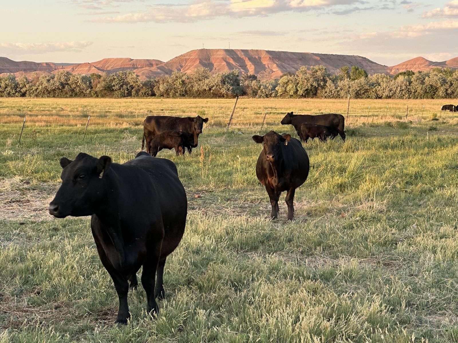 Local Black Angus Beef