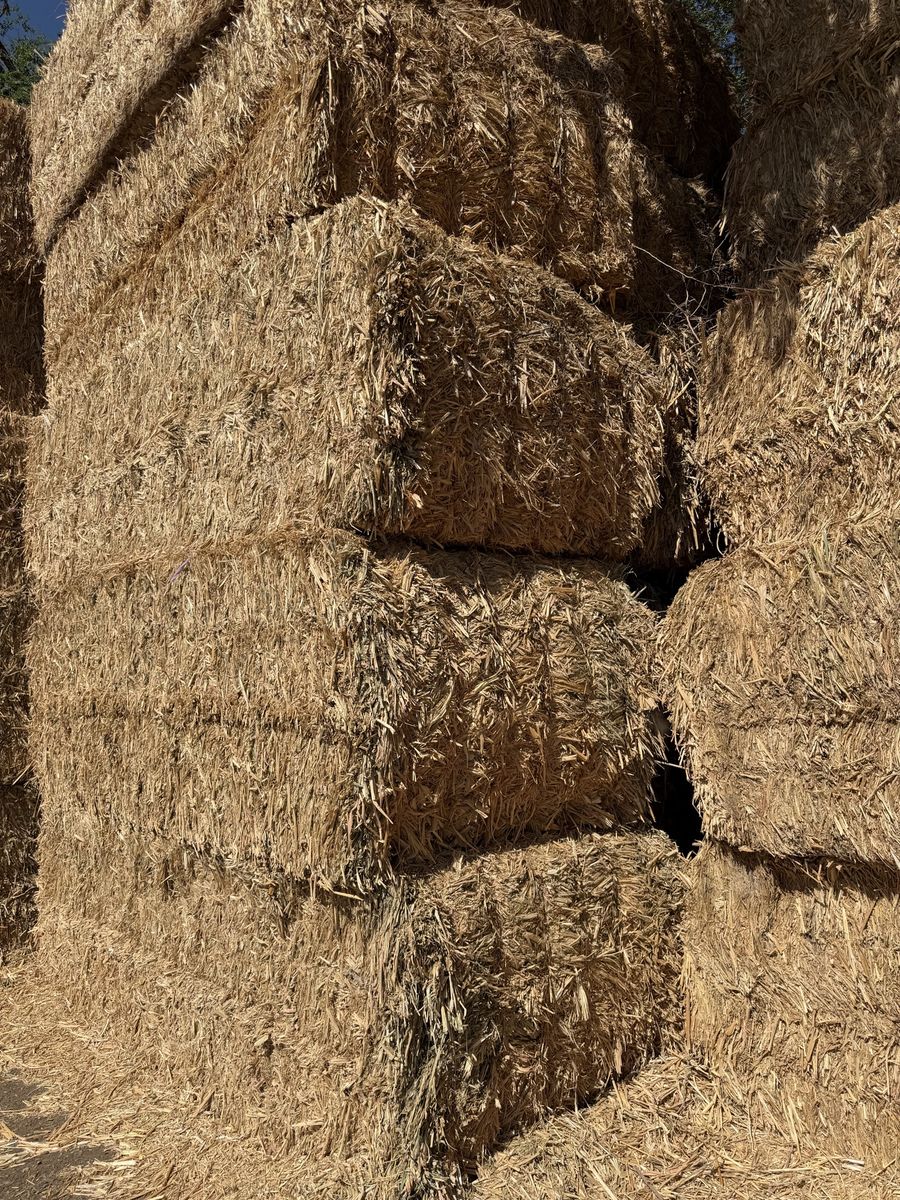 3X4 Sorghum Sudan/alfalfa