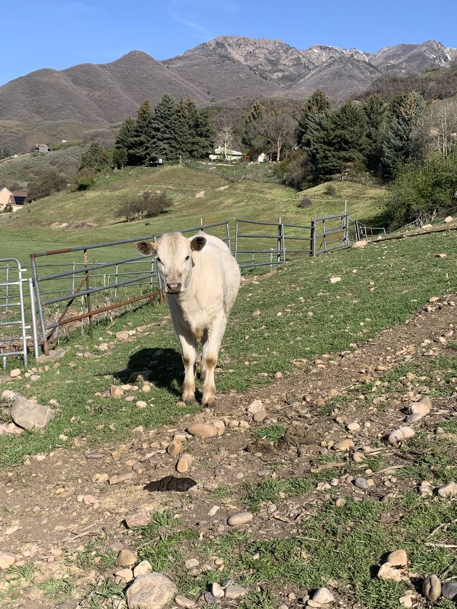 Angus Charolais cross yearling heifer