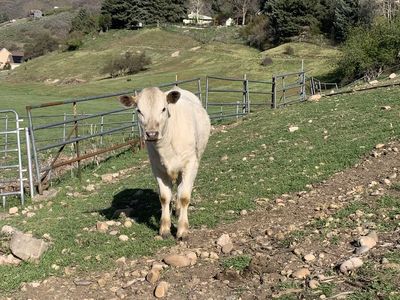 Angus Charolais cross yearling heifer