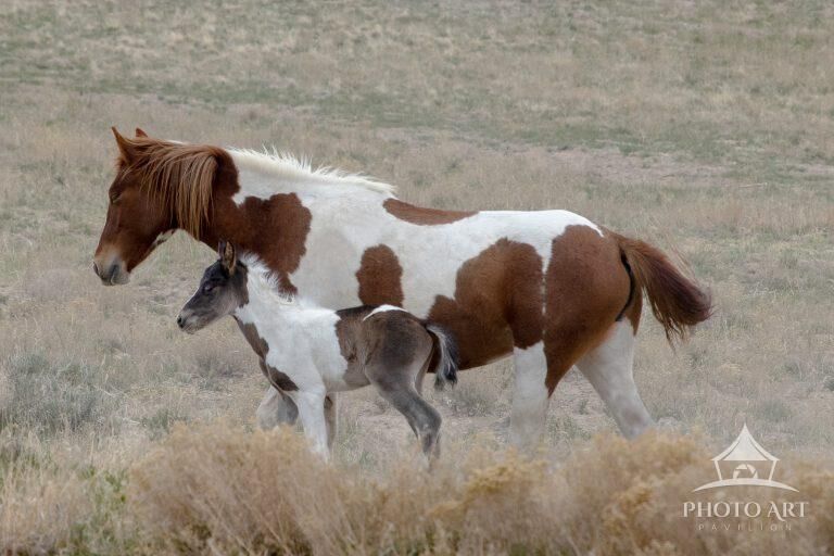 A Day With Mom – Wild Onaqui Horses