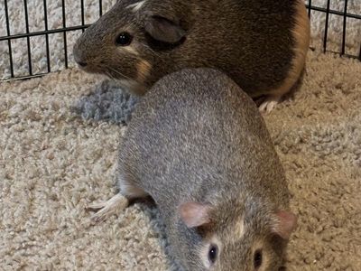 Guinea pigs