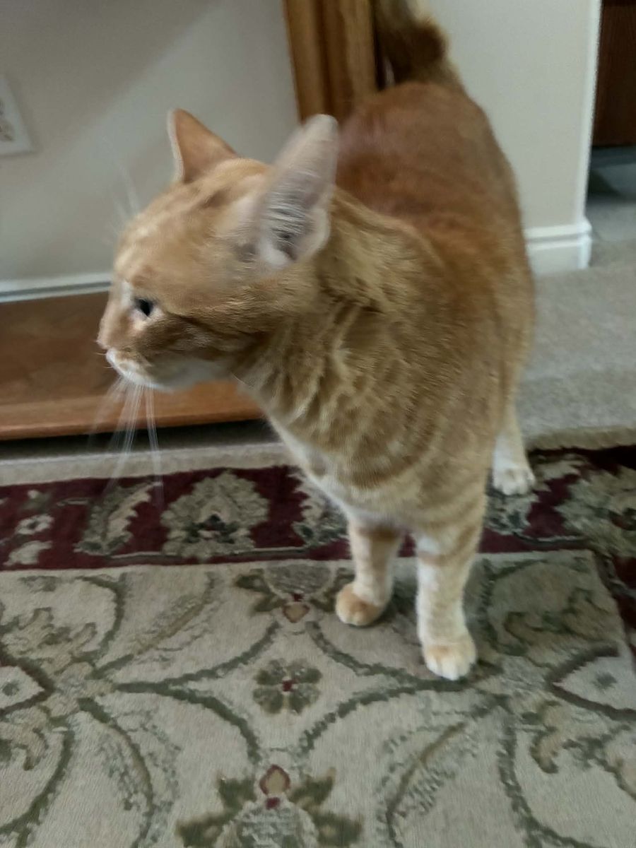 Two cats need a new home - free