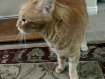 Two cats need a new home - free