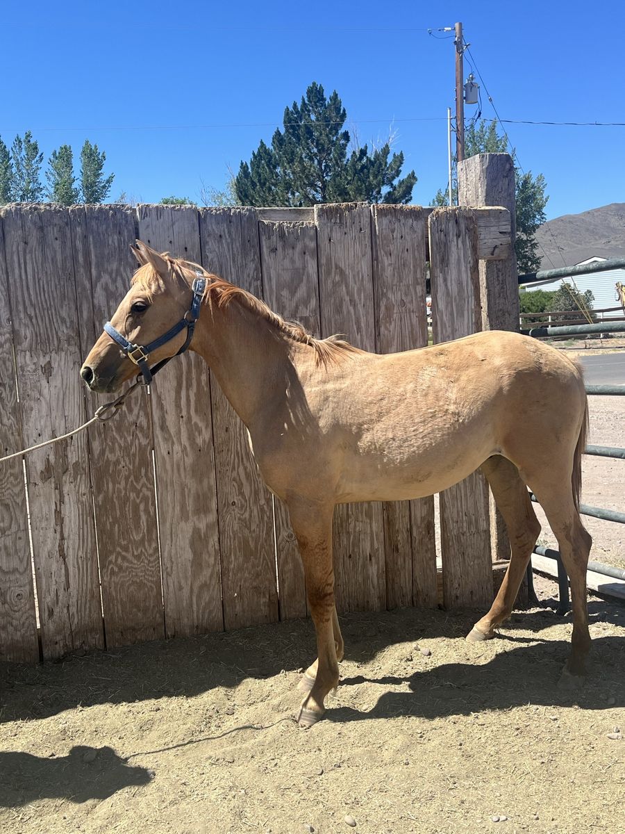 Yearling horse colt