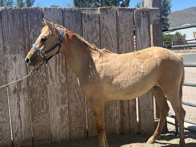 Yearling horse colt