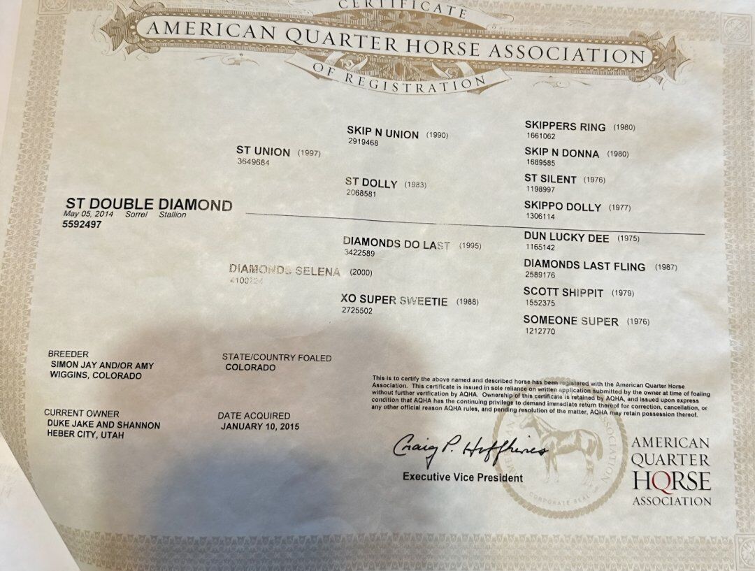 2014 sorrel ranch gelding