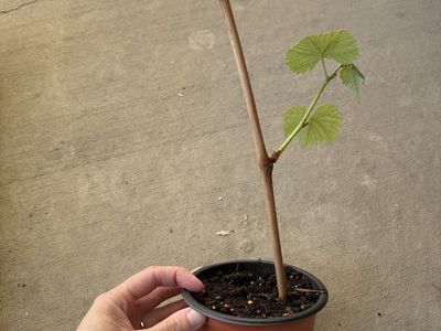 Grape Plants