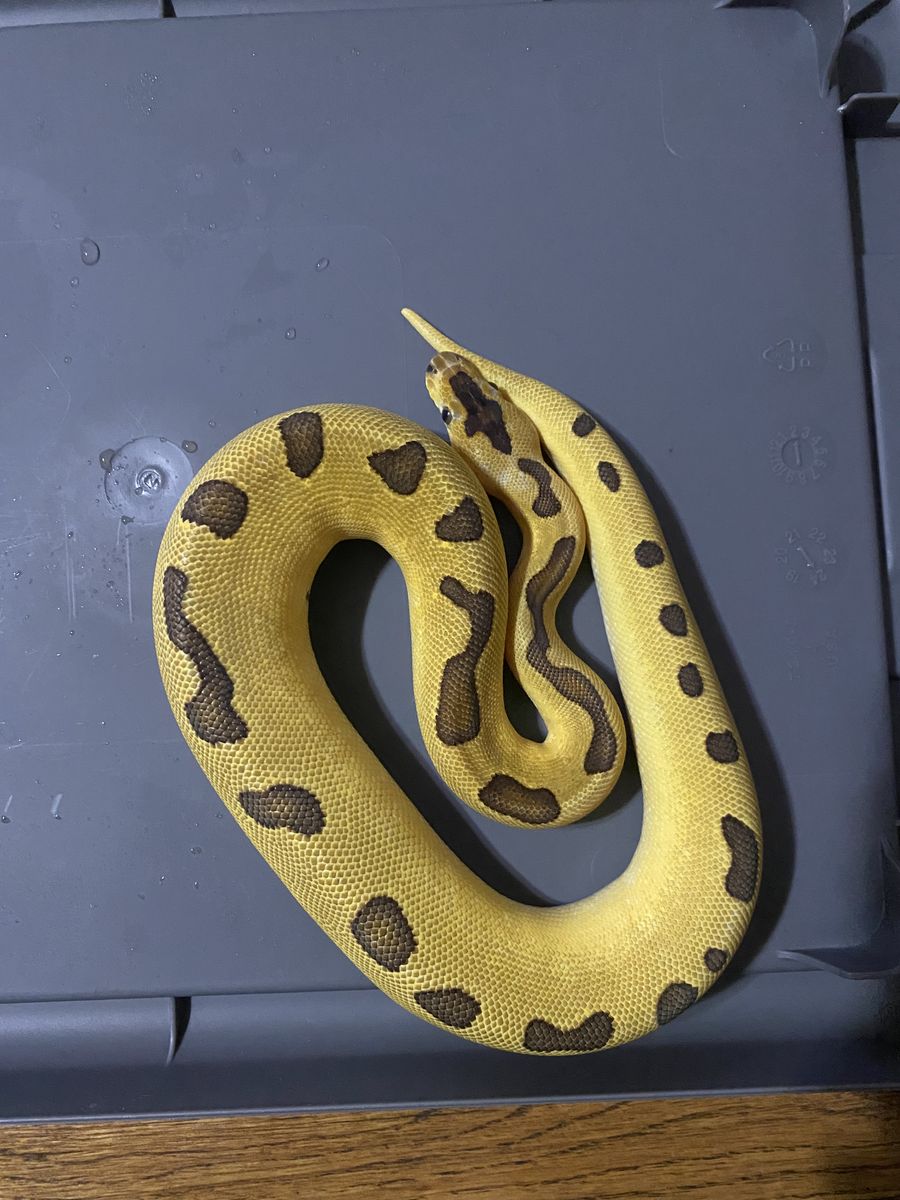 Female double enchi clown ball python 