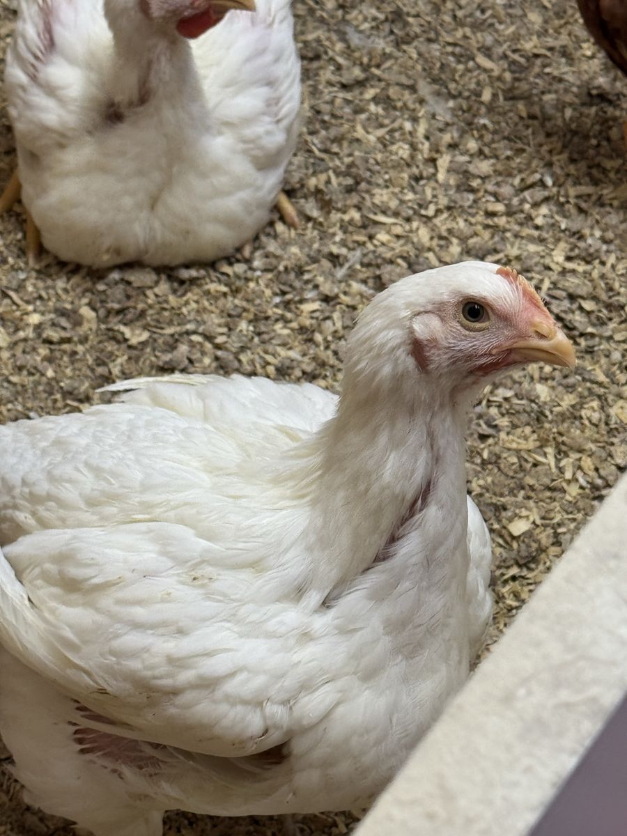 Cornish Cross Hens & Rooster 6 Weeks Old
