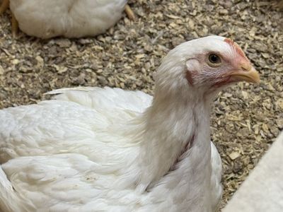 Cornish Cross Hens & Rooster 6 Weeks Old