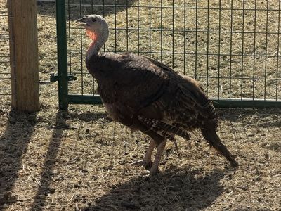 Turkey! Hen Broad-Breasted Bronze turkey