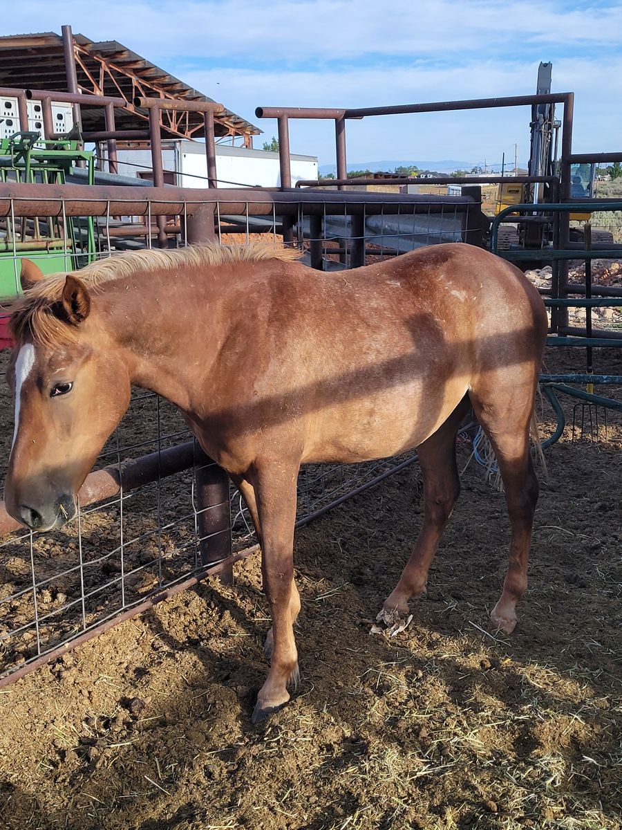 Young mare