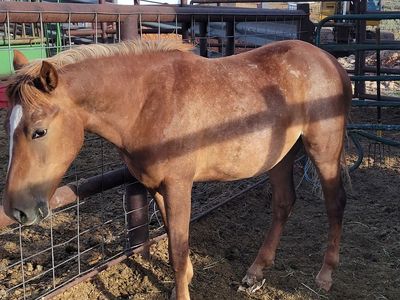 Young mare