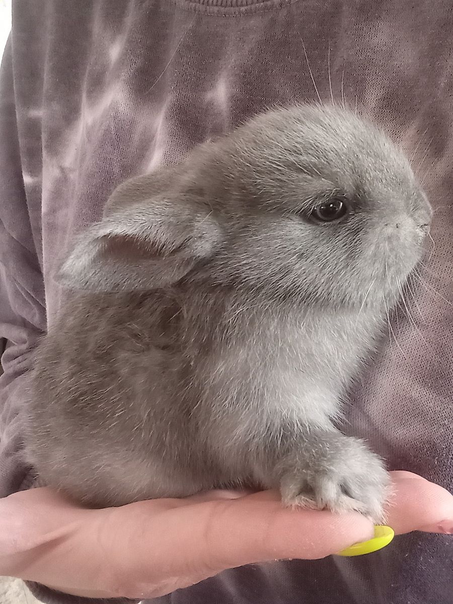 Baby bunny