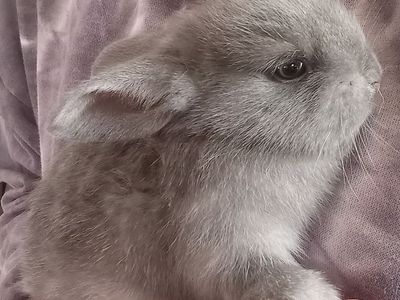 Baby bunny