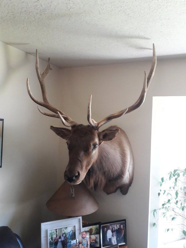Large Bull Elk Shoulder Taxidermy Wall Mount