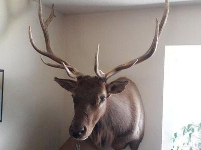 Large Bull Elk Shoulder Taxidermy Wall Mount