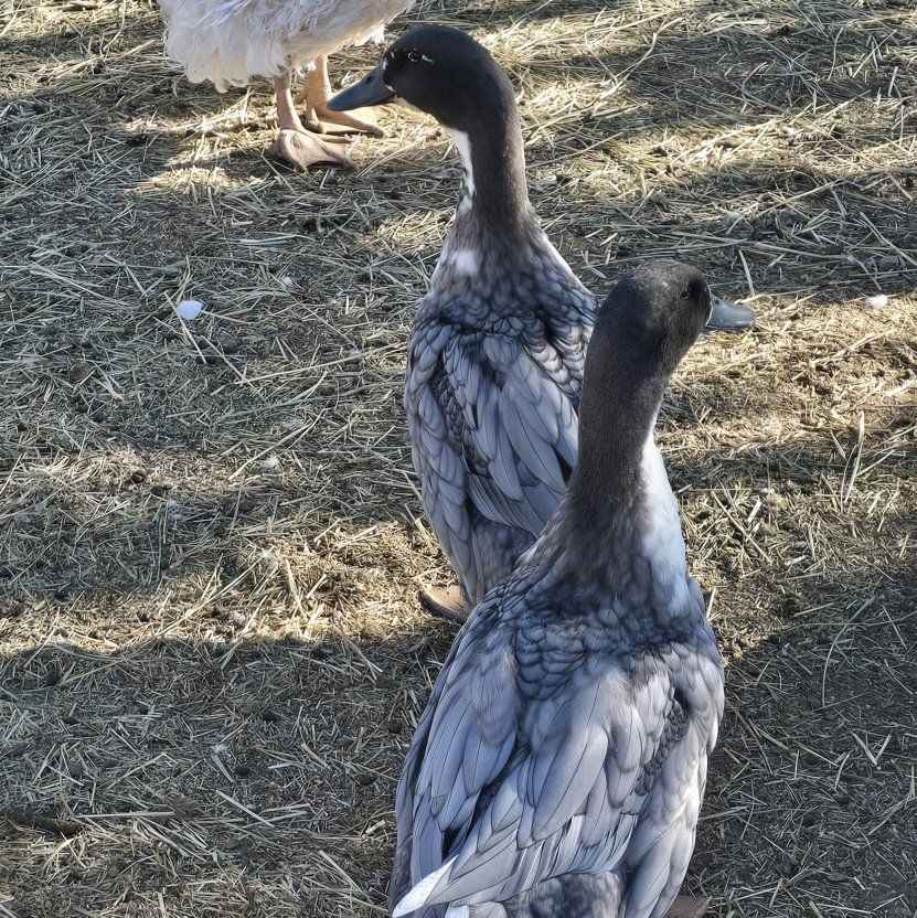 Blue Swedish ducks