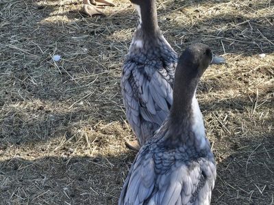 Blue Swedish ducks